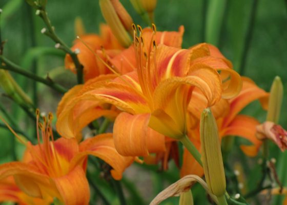 Daylily in early summer garden