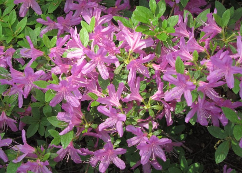 Reviewing top stories about cancer research in Spring 2016