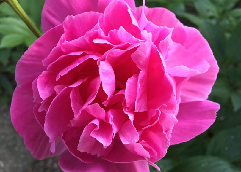 Reviewing top stories about cancer research in Spring 2017