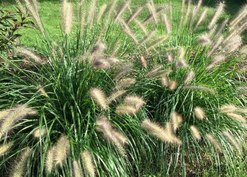 Reviewing top stories about cancer research in Summer 2017